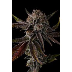 Purple Preserves, Фасовка: 3